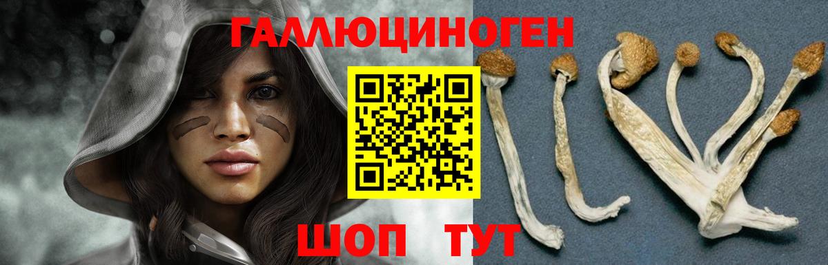 Псилоцибиновые грибы Psilocybine cubensis Бирск